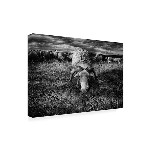 Peter Majkut 'Face To Face Ram' Canvas Art,16x24